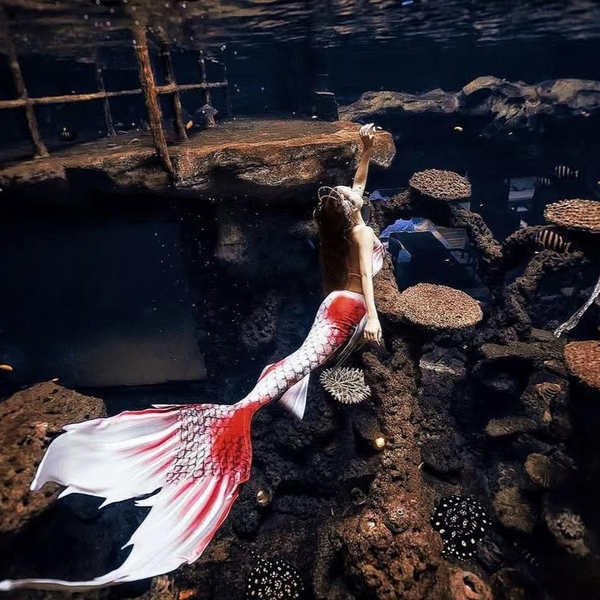 Đuôi Người Cá Koi