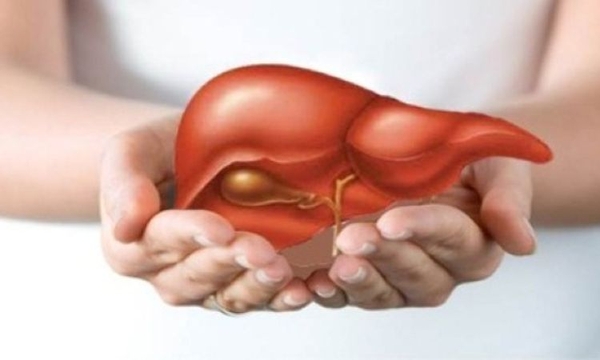 Vai trò của gan trong cơ thể