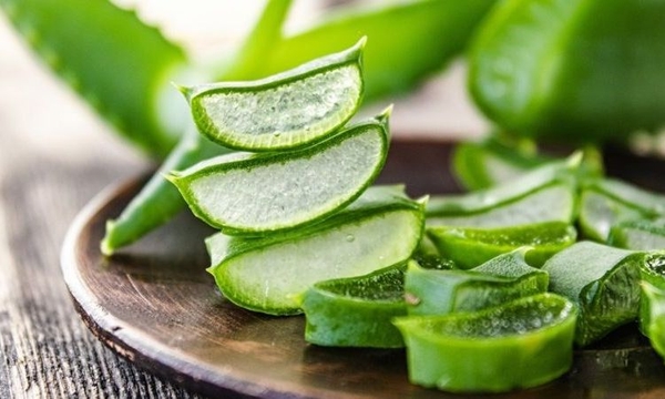 Dùng nha đam để chữa bệnh trĩ tại nhà