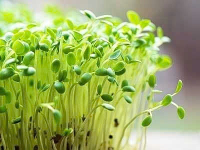 TÁC DỤNG RAU MẦM VỚI SỨC KHỎE