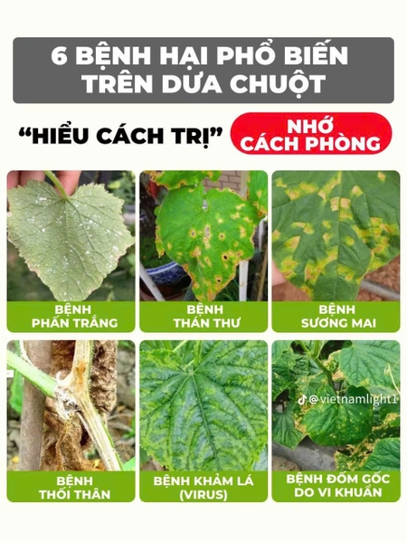 PHÒNG VÀ TRỊ CÁC BỆNH HẠI PHỔ BIẾN TRÊN CÂY DƯA CHUỘT