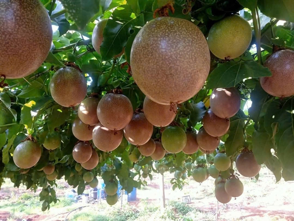 KỸ THUẬT TRỒNG CHANH LEO