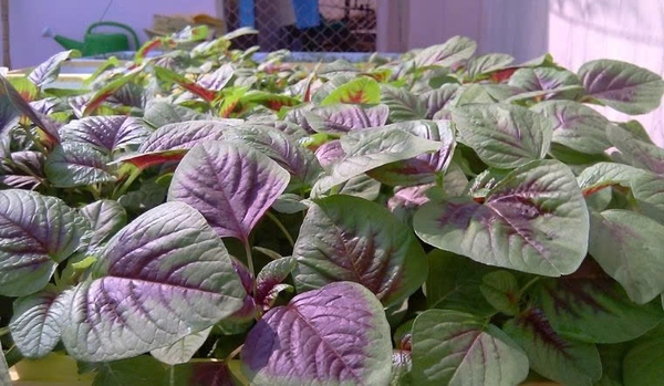 QUY TRÌNH TRỒNG RAU DỀN