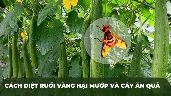 BIỆN PHÁP PHÒNG CHỐNG RUỒI VÀNG TRÊN CÂY MƯỚP