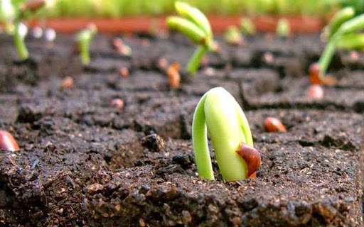 TẠI SAO KHÔNG NÊN ĐỂ GIỐNG VÀ DÙNG GIỐNG F2 CHO VỤ SAU?