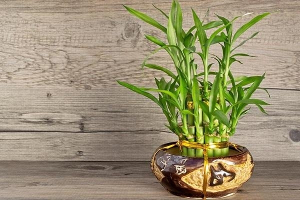 Cây cảnh phong thủy là gì?