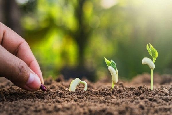 Hướng dẫn quy trình gieo trồng hạt giống