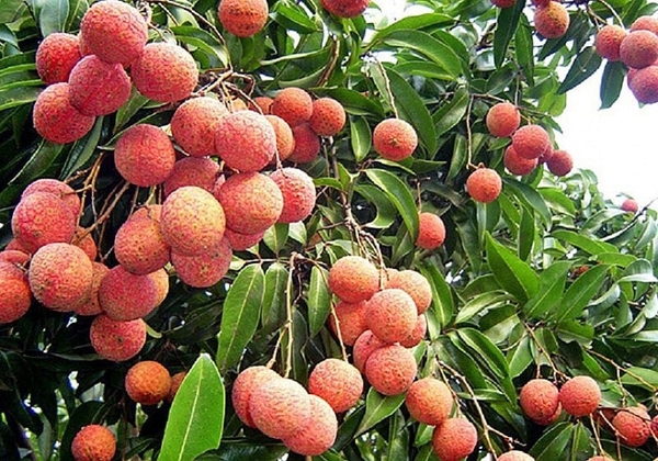 Quả vải ngon nhưng ăn thế nào để không bị nóng?