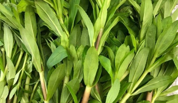 Rau ngổ Miền 3 xanh