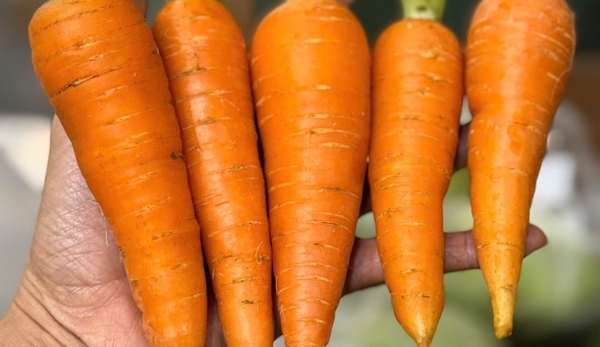 cà rốt miền 3 xanh