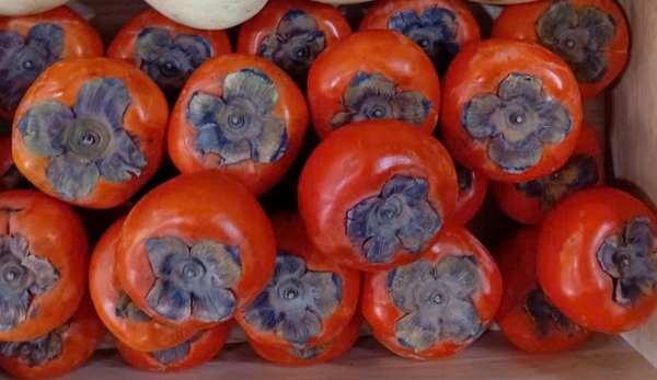 Hồng mật Vân Sơn