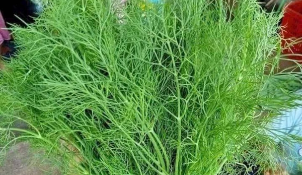 Thì là Miền 3 xanh