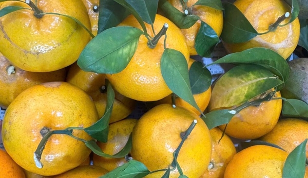 Quýt sim Bắc Giang