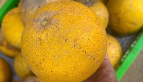 Bưởi diễn vườn lâu năm