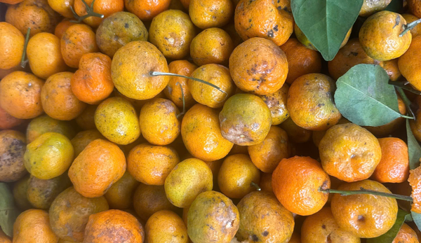 Quýt rừng Xuân Sơn