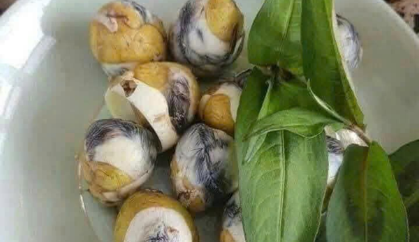 Trứng cút lộn hữu cơ HTX gạo hữu cơ Hải Hậu