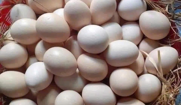 Trứng gà hữu cơ HTX gạo hữu cơ Hải Hậu