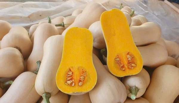 Bí hạt đậu Đà Lạt