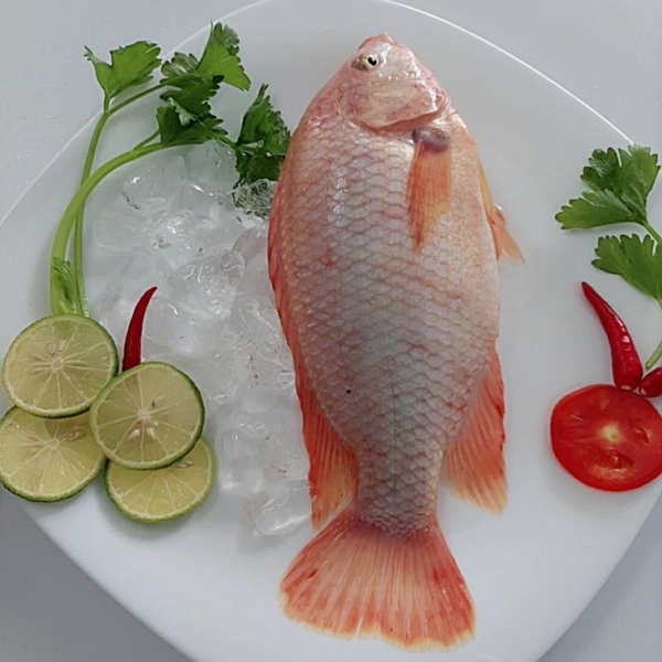 Cá diêu hồng Sông Đà làm sẵn