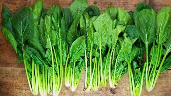 Rau cải bó xôi Vifotec