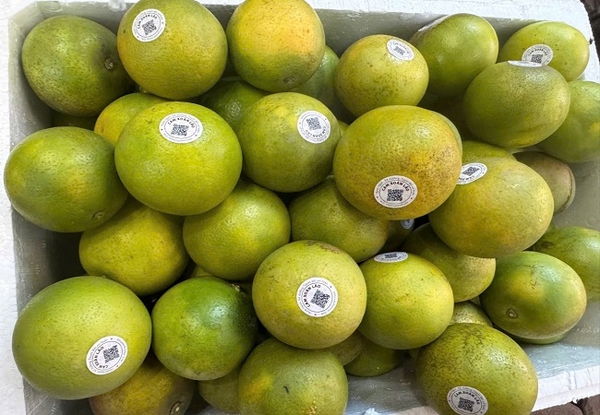 Cam Xoàn Lai Vung (Kg)