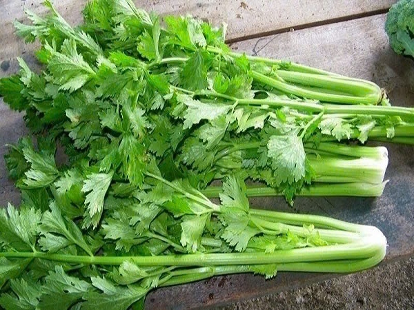 Rau cần tây hữu cơ nhóm Cây gạo