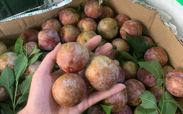 Mận Bắc Hà (Kg)