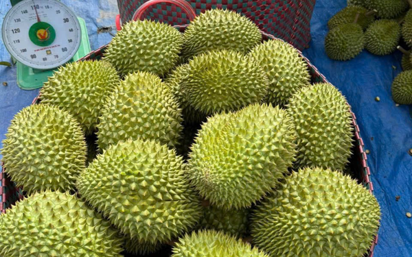 Sầu riêng Ri6 Đức Triệu (kg)