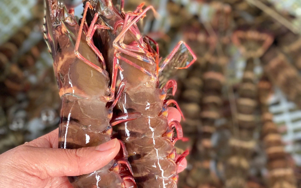 Tôm sú Cát Bà tự nhiên size lớn (Kg)