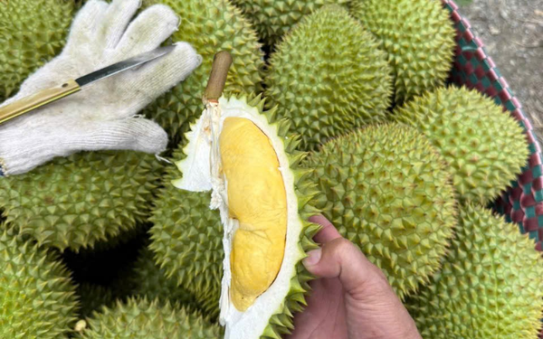 Sầu riêng Ri6 Huỳnh Lâm (Kg)