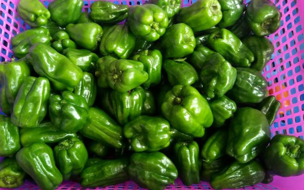 Ớt ngọt Nhật Bản Genki (Kg)