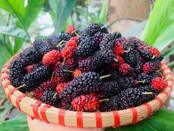 Dâu tằm Hà Nội