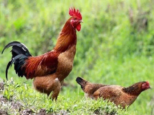 Gà đồi Hòa Bình Vietgap