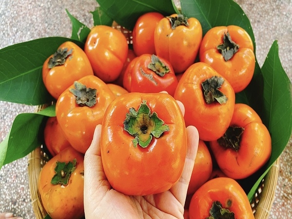 Hồng Vuông Đà Lạt