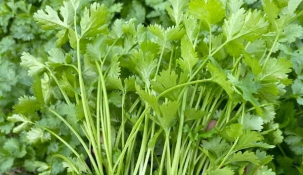 Mùi ta miền 3 xanh