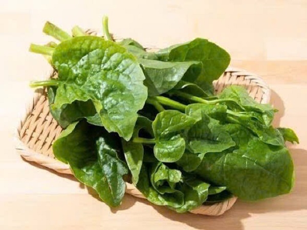 Rau mồng tơi vifotec