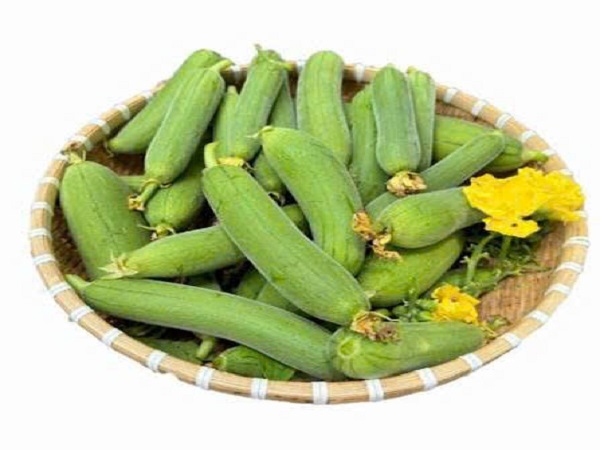 Mướp hương Vifotec