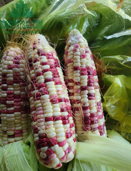 Ngô nếp nương tím sấy giòn 200GR