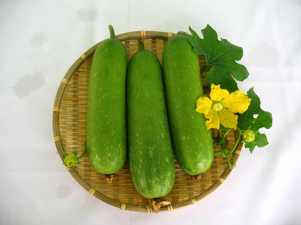 Bầu hữu cơ Cây Gạo