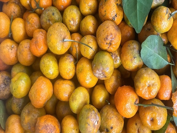 Quýt rừng Xuân Sơn