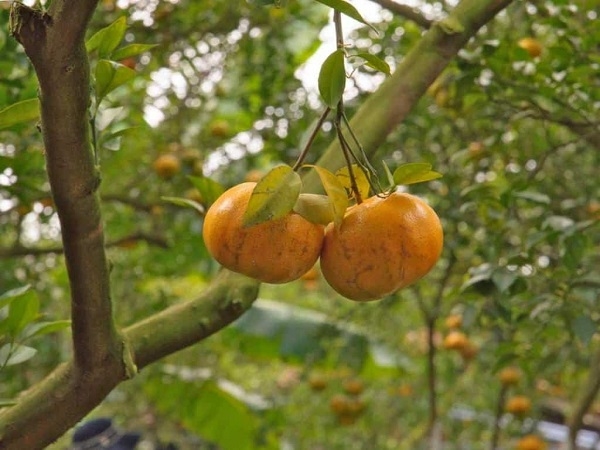 Quýt rừng Xuân Sơn