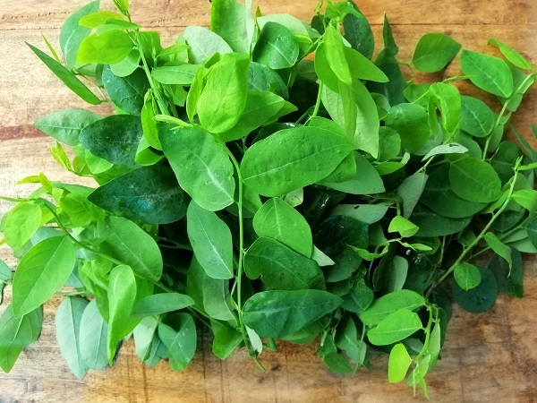 Rau ngót hữu cơ Đại Ngàn