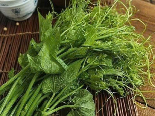 Ngọn Su Su hữu cơ Cây Gạo