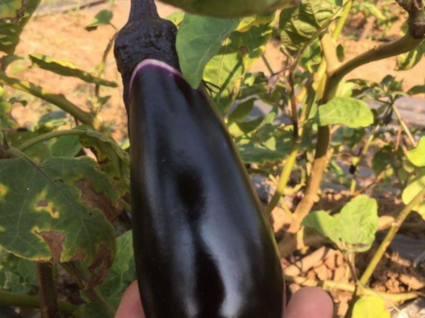 Cà tím hữu cơ Genki farm (Kg)