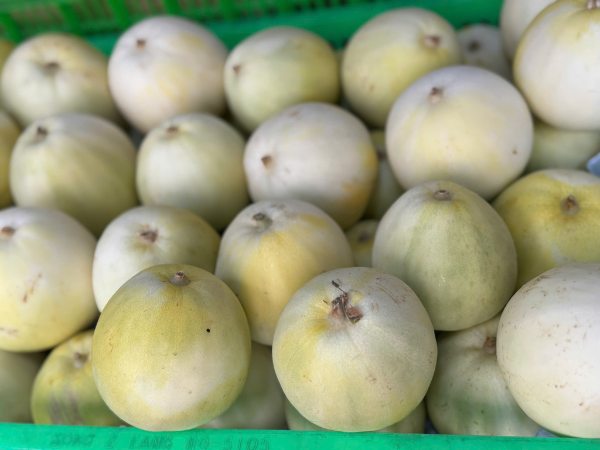 Dưa lê Ninh Thuận