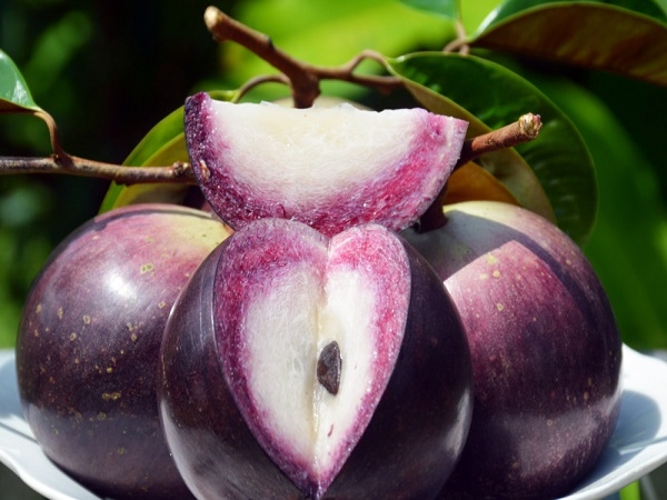 Vú Sữa Quế Lâm