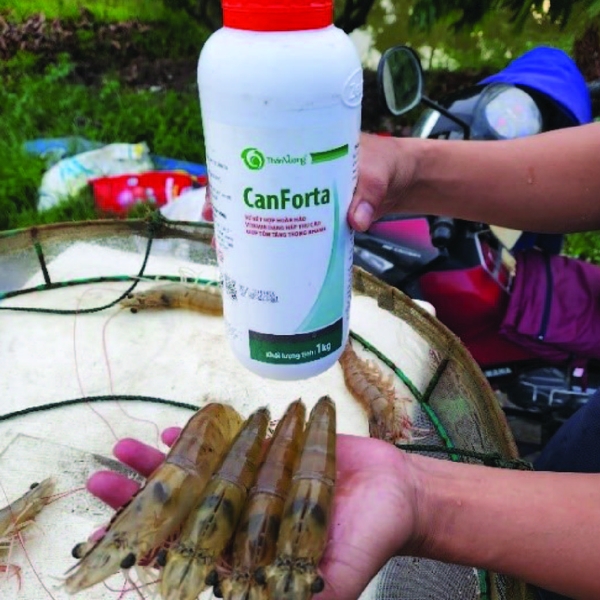 CANFORTA - Dinh dưỡng siêu tăng trọng tôm