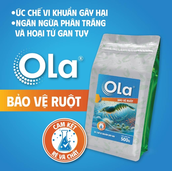 OLA BẢO VỆ RUỘT - Ức chế khuẩn, phòng phân trắng và hoại tử gan tụy