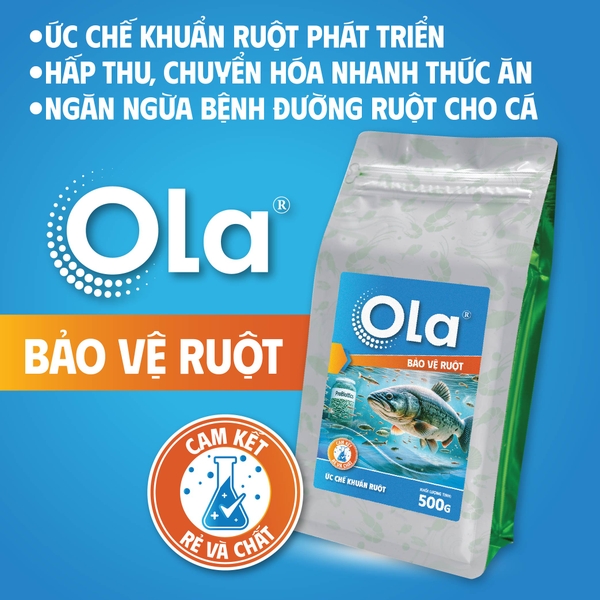 OLA BẢO VỆ RUỘT: Ức chế khuẩn ruột, tăng cường hấp thu