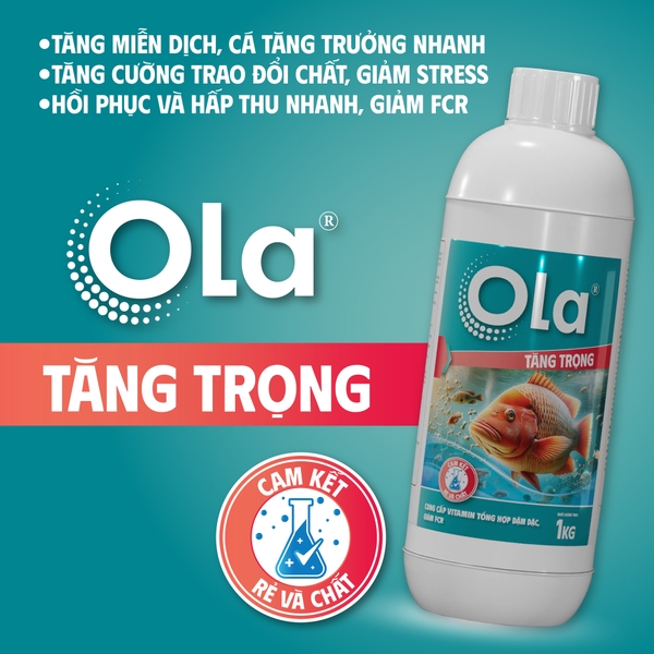 OLA TĂNG TRỌNG: Cung cấp vitamin tổng hợp đậm đặc, giảm FCR